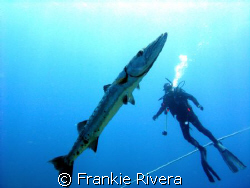 Great Barracuda and my friend Albert.  Desecheo Island, P... by Frankie Rivera 